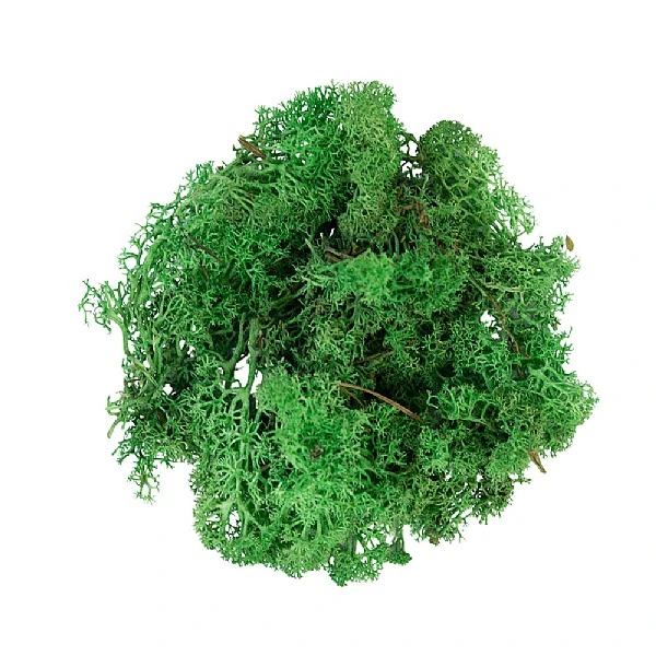 My Village Green Reindeer Moss 500g 4 My Village Green Reindeer Moss 500g - Image 2